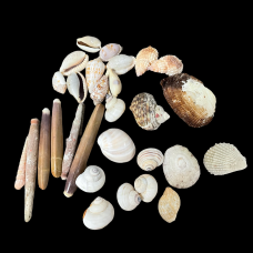 A set of smaller shells 2