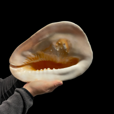  Giant sea shell Cassis cornuta - 31 cm