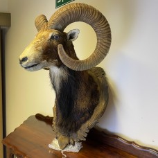 Mouflon - Ovis aries musimon - Prepared