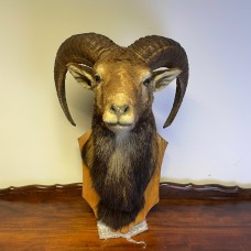 Mouflon - Ovis aries musimon - Prepared 2