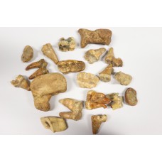 19 pieces Cave bear teeth 