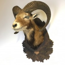 Head of Mouflon - Ovis aries musimon