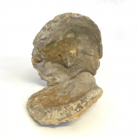 Fossil Oyster Gryphaea – 20 cm